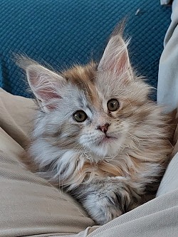 Maine coon silver tortie