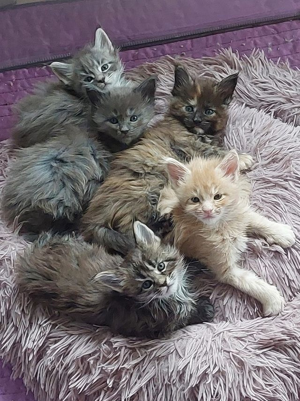 Portée Maine Coon