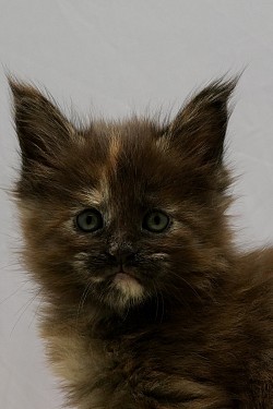 Tortie Maine Coon à vendre