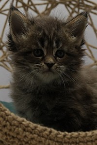 Femelle Maine Coon à vendre