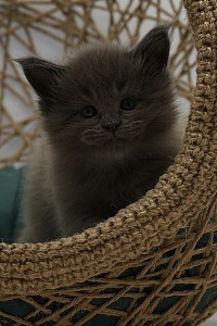 Maine coon bleu à vendre