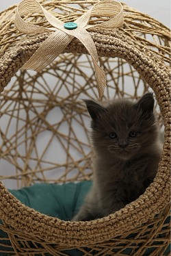 Chaton disponible