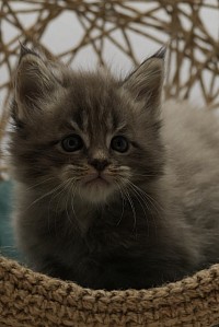 Mâle maine coon disponible