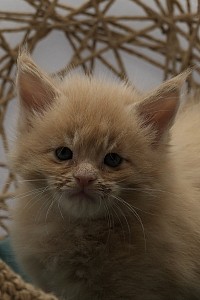 Maine coon roux à vendre