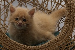 Maine coon roux à vendre