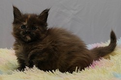 Maine Coon tortie