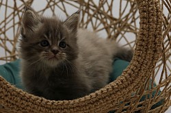 Male bleu tabby