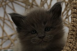 Femelle Maine Coon bleue