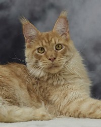 Maine Coon roux XXL