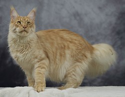 Maine Coon super grand