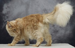 Maine Coon immense