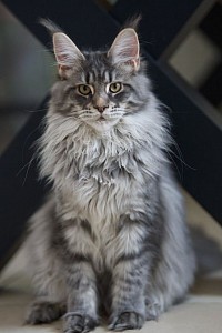 Maine coon silver