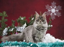 Maine Coon bleue silver