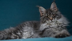 Maine Coon Ciney