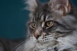 Portrait Maine Coon