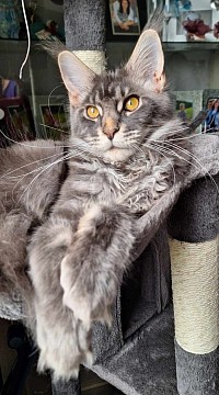 Maine Coon oreilles XXL