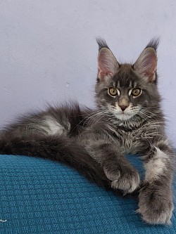 Maine Coon de 3 mois