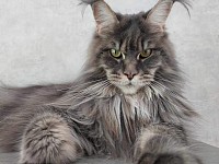 Maine Coon long tips