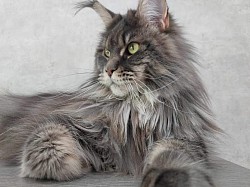 Immense Maine Coon