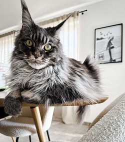 Maine Coon trop beau