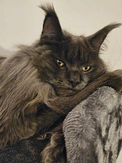 Maine Coon bleue