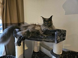 Femelle Maine Coon bleue