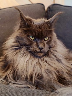 Maine Coon smoke