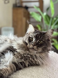 Photo Maine Coon