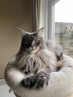 Photos Maine Coon