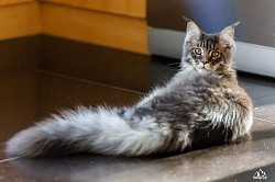 Maine Coon longue queue