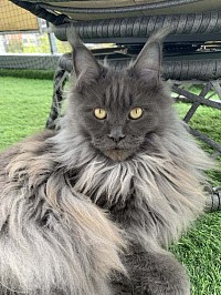 Maine Coon bleue smoke