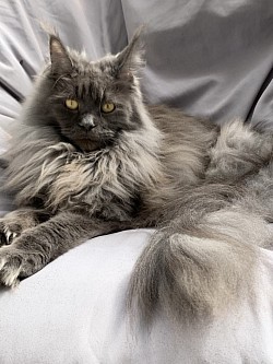 Maine Coon bleu smoke