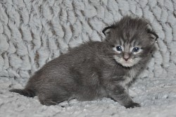 Maine Coon yeux bleu