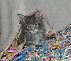 Maine Coon hyper typé