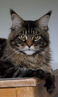 Maine Coon mâle saille extérieur