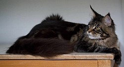 Maine Coon brown