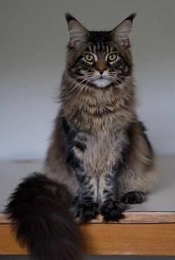 Maine Coon élégant