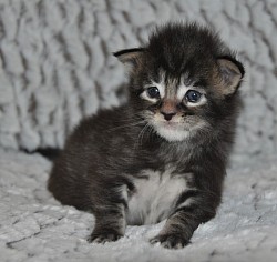 Bébé chaton maine coon