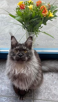 Maine Coon black smoke