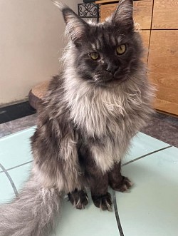 Maine Coon hight smoke