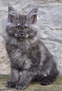 Maine Coon Black smoke hight smoke